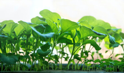 Sunny garden and spring vegetable sprouts