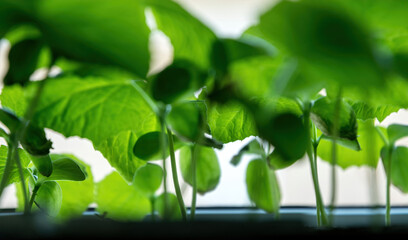 Obraz premium Sunny garden and spring vegetable sprouts