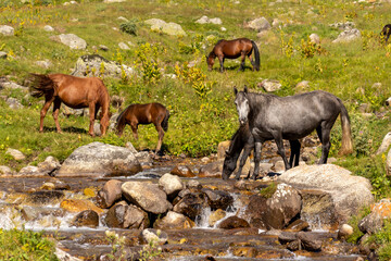 Horses at the watering hole