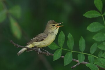 Singing icterine Warbler, Hippolais icterina sitting on the branch. Wildlife scene from czech nature.