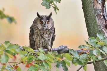 Wild European Long eared Owl Asio otus, sitting on branch. Wildlife scene from nature.