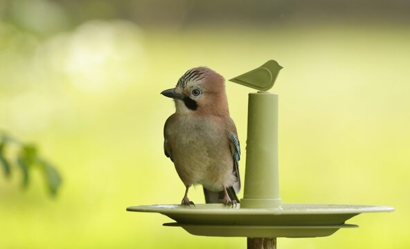beautiful Eurasian jay sitting on the bird drinker. (Garrulus glandarius) drought summer. song bird drinking water