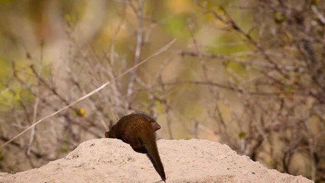 Common dwarf mongoose in alert in termite mound in Kruger National park, South Africa ; Specie Helogale parvula family of Herpestidae