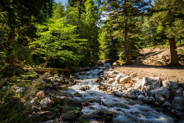 Mountain river in the middle of a beautiful forest