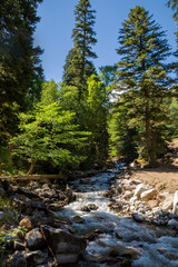 Mountain river in the middle of a beautiful forest