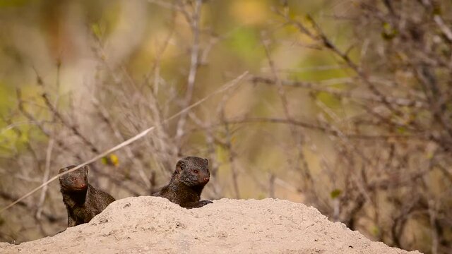 Common dwarf mongoose in alert in termite mound in Kruger National park, South Africa ; Specie Helogale parvula family of Herpestidae