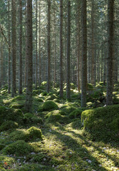 Fototapeta na wymiar Sunlight morning in natural forest of spruce trees with mossy green boulders.