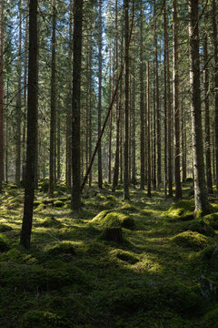 Sunlight morning in natural forest of spruce trees with mossy green boulders. © Conny Sjostrom