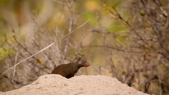 Common dwarf mongoose in alert in termite mound in Kruger National park, South Africa ; Specie Helogale parvula family of Herpestidae
