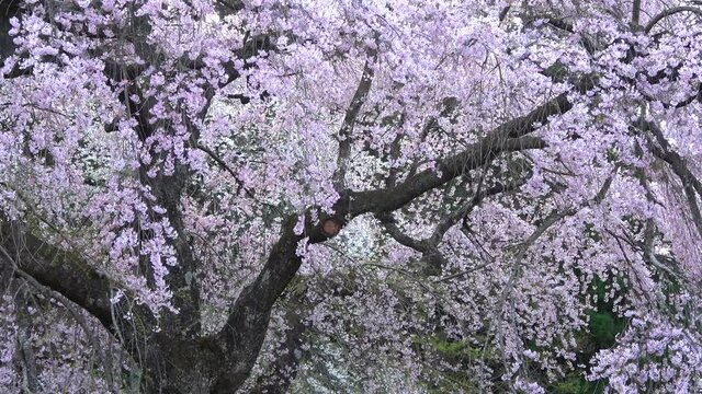南湖神社の楽翁桜（福島県・白河市）