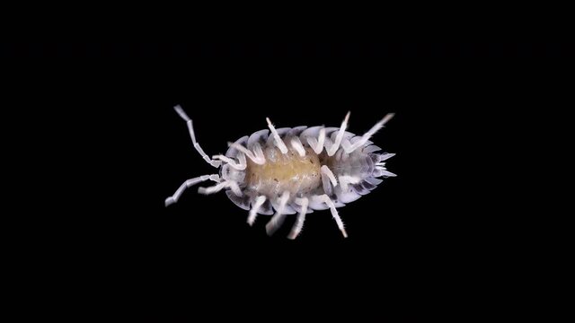 Isopoda Porcellio Laevis, family Porcellionidae, is a cosmopolitan, able to move quickly. Found under rocks and logs in humid places