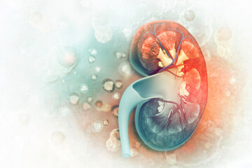 Human kidney cross section on scientific background. 3d illustration