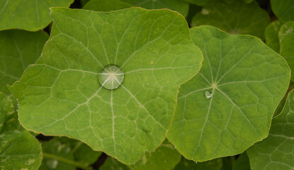 Droplet on nasturtium