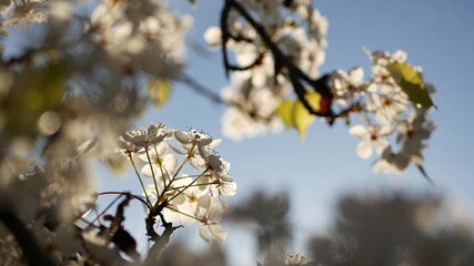 Spring white blossom of cherry tree, California, USA, Balboa Park. Delicate tender sakura flowers of pear, apple or apricot. Springtime fresh romantic atmosphere, pure botanical bloom soft focus bokeh