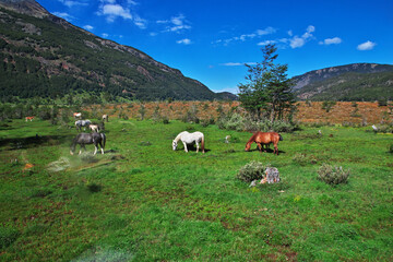 Fototapeta na wymiar Horses on Parque Nacional Tierra del Fuego, Ushuaia, Argentina