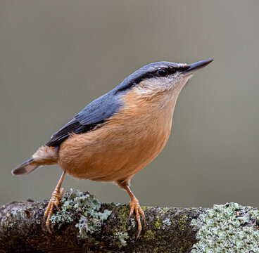 Nuthatch on lychen covered branch