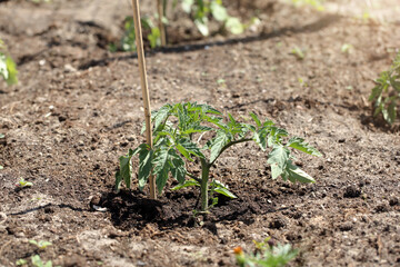 Young tomato shoots emerge from fertile soil