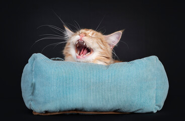Young red silver Maine Con cat, laying in blue basket. Head just aboven edge. Mouth wide open screaming or yawning showing teeth. Isolated on a black background.