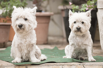 two dogs of the breed - west highland white terrier, are sitting on the doorstep of their house,...