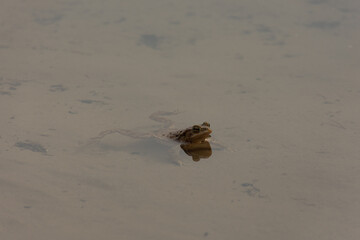 Single toad swimming in a lake at sunset. Close-up high quality photo