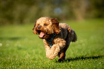 Cavapoo dog running and chasing ball in grassed field.