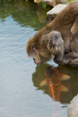 close-up of Japanese macaque drinks from a pond, a red carp swims in the pond