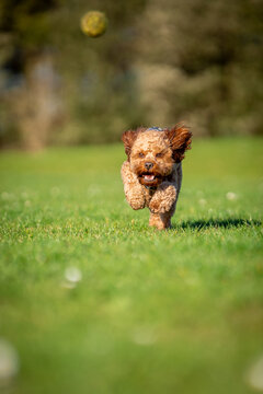 Cavapoo dog running and chasing ball in grassed field.