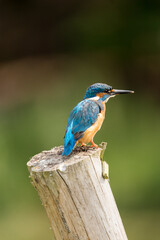 Fototapeta premium Eisvogel auf Pfosten