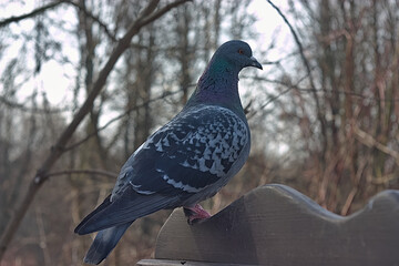 blue pigeon on the roof of a bird feeder in the park