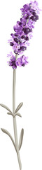 Fototapeta na wymiar vector image of a single sprig of lavender in bright colors