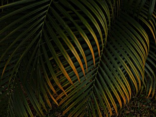 palm tree leaves