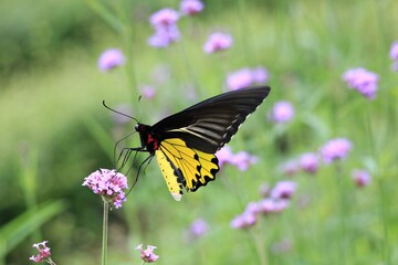 butterfly on a flower