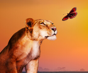 Female lion looking at butterfly over savanna - Powered by Adobe