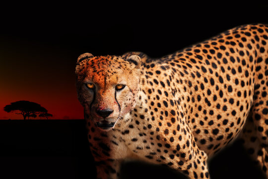 Angry cheetah photo with blood on killer face look
