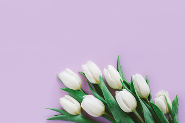 Tender white tulips on pastel violet background. Greeting card for Women's day.