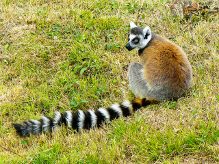 Naklejka na ściany i meble Maki catta - Lemur catta - en gros plan