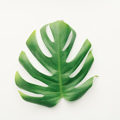 Green leaf of philodendron on white background,flat lay © Mira