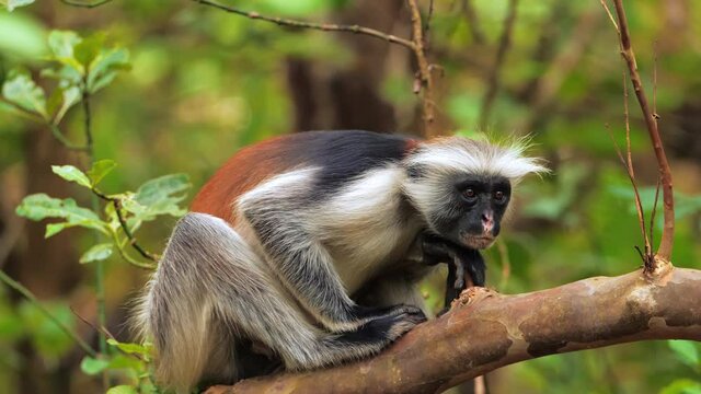 Zanzibar red colobus monkey sitting on tree branch looking for something he spot. Beautiful shot of african primate during safari in forest. Amazing wildlife scene. Concept of travel, nature.