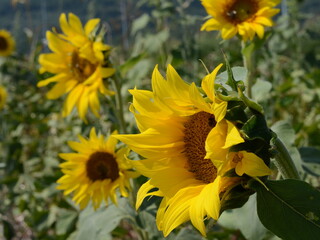 Sunflower field. Panoramic view on sunflower field.