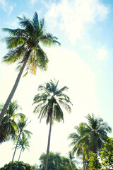 Fototapeta na wymiar tropical palm trees against a sunny blue sky. beautiful relax natural landscape. vacation, oasis concept