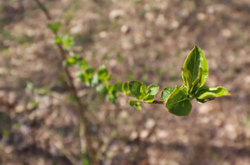 młode pędy zielonych liście wiosną w lesie © Piotr