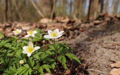 mały wiosenny kwiat w lesie 