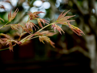YOUNG ACER LEAVES