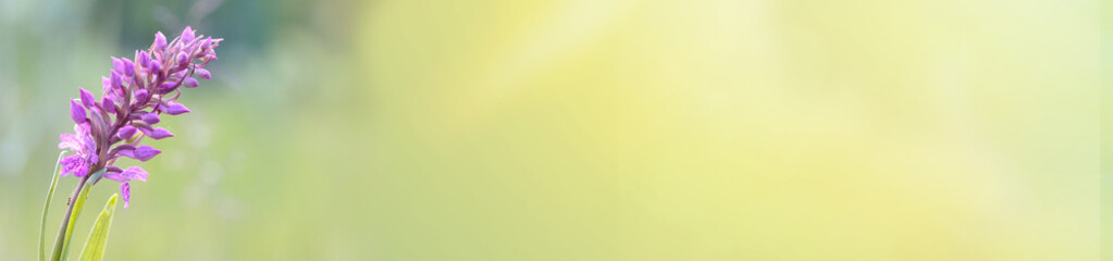 Obraz premium horizontal banner with space for text. Abstract spring and summer background banner. Sunny flower meadow with Purple Orchid flower