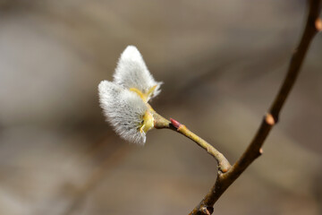 Obraz premium Pussy willow on the branch, catkins in spring forest close up