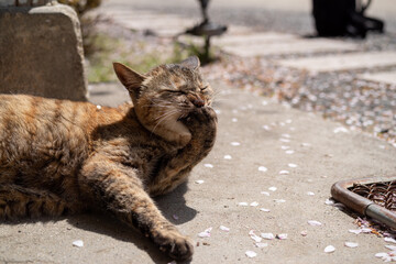 毛繕い中の猫