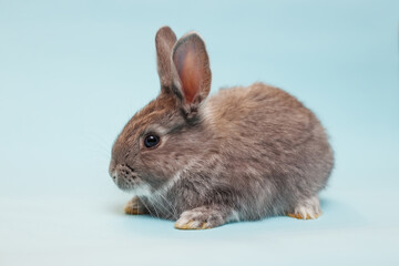 rabbit on a blue  background