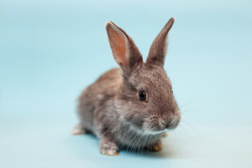 rabbit on a blue  background