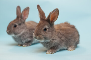 rabbit on a blue  background