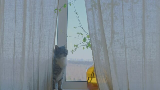 The cat eats leaves from a houseplant by the window. Plant on the windowsill and pet